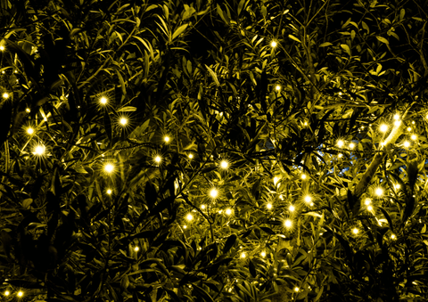 lights around the bush
