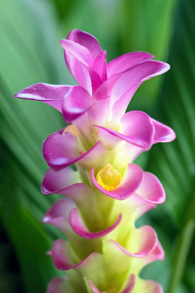 Turmeric Flower 