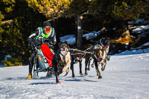 Equipo de perros de trineo