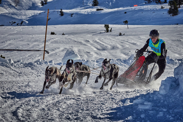 Mushing na neve em Baqueira Beret.