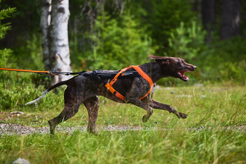 Braco alemán corriendo canicross con un arnés naranja y negro