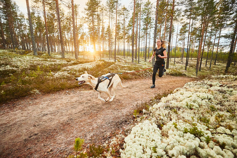 Chica corriendo canicross con un perro blanco