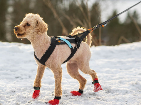 Perro de raza pequeña haciendo canicross en la nieve con botines