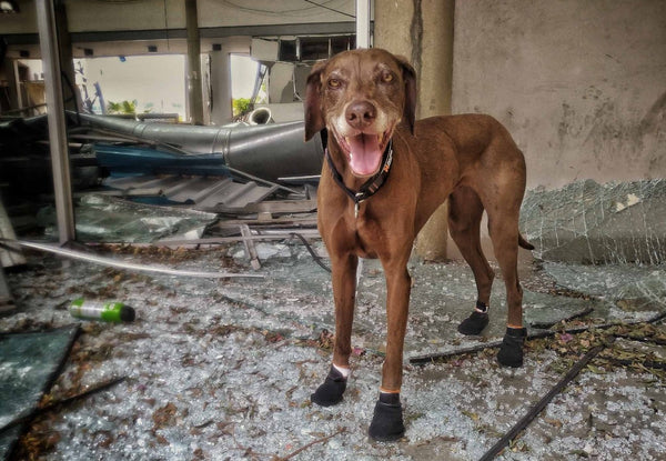 Perro buscando en escombros. Credit: Non-stop dogwear.