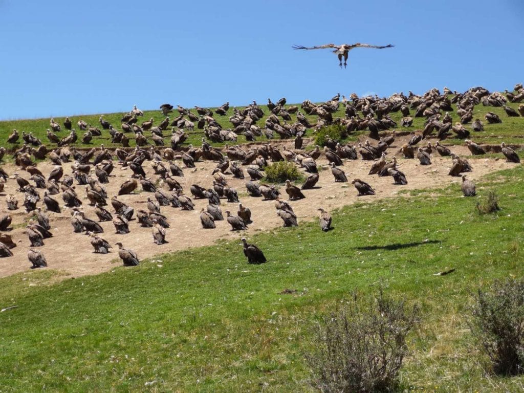 sky burial seda