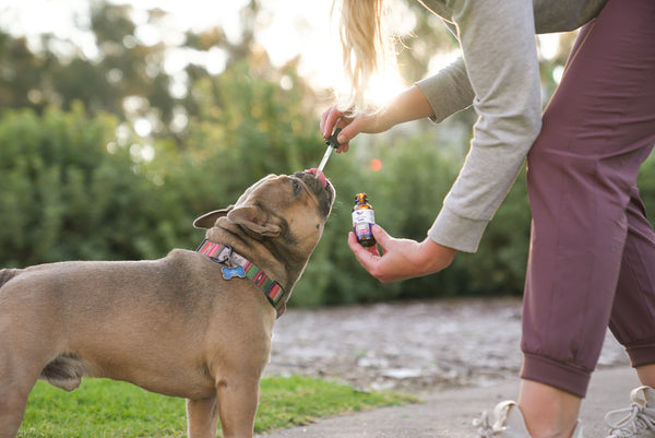 Dog trying CBD Oil