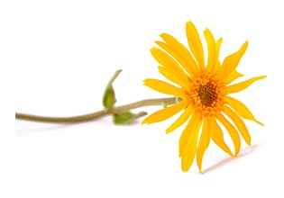 Arnica Montana