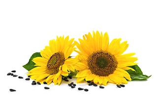 Helianthus Annuus (Sunflower) Extract