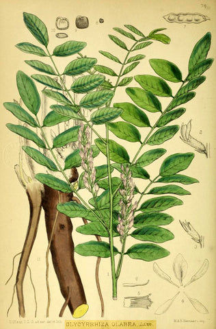 Die Lakritz-Boutique erklärt: Illustration einer Süßholzpflanze- und Wurzel