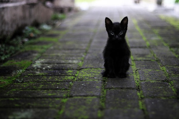 Können Katzen Corona bekommen?