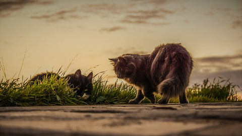 Welche Katze passt zu mir