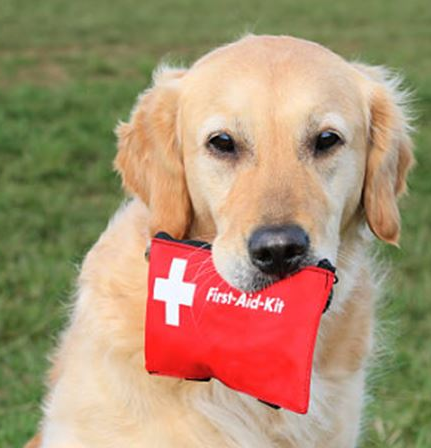 dog with first aid kit