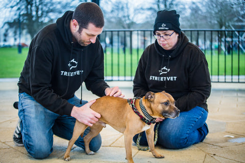 streetvet animal charity