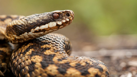 adder on a dog walk