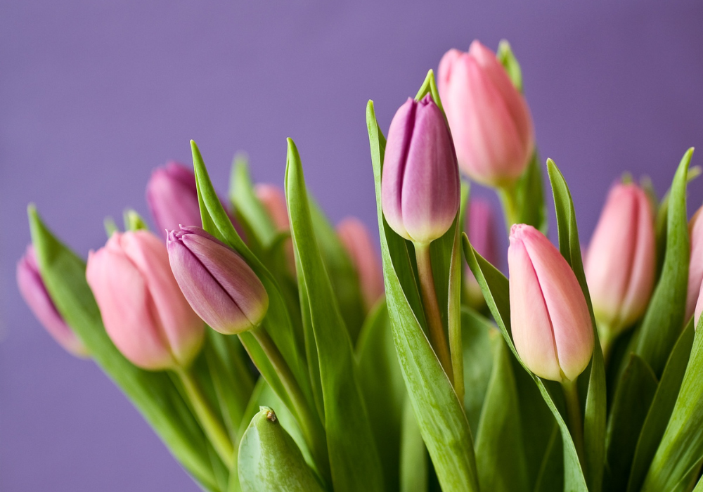 5 Datos de los tulipanes que te sorprenderán – Blumart