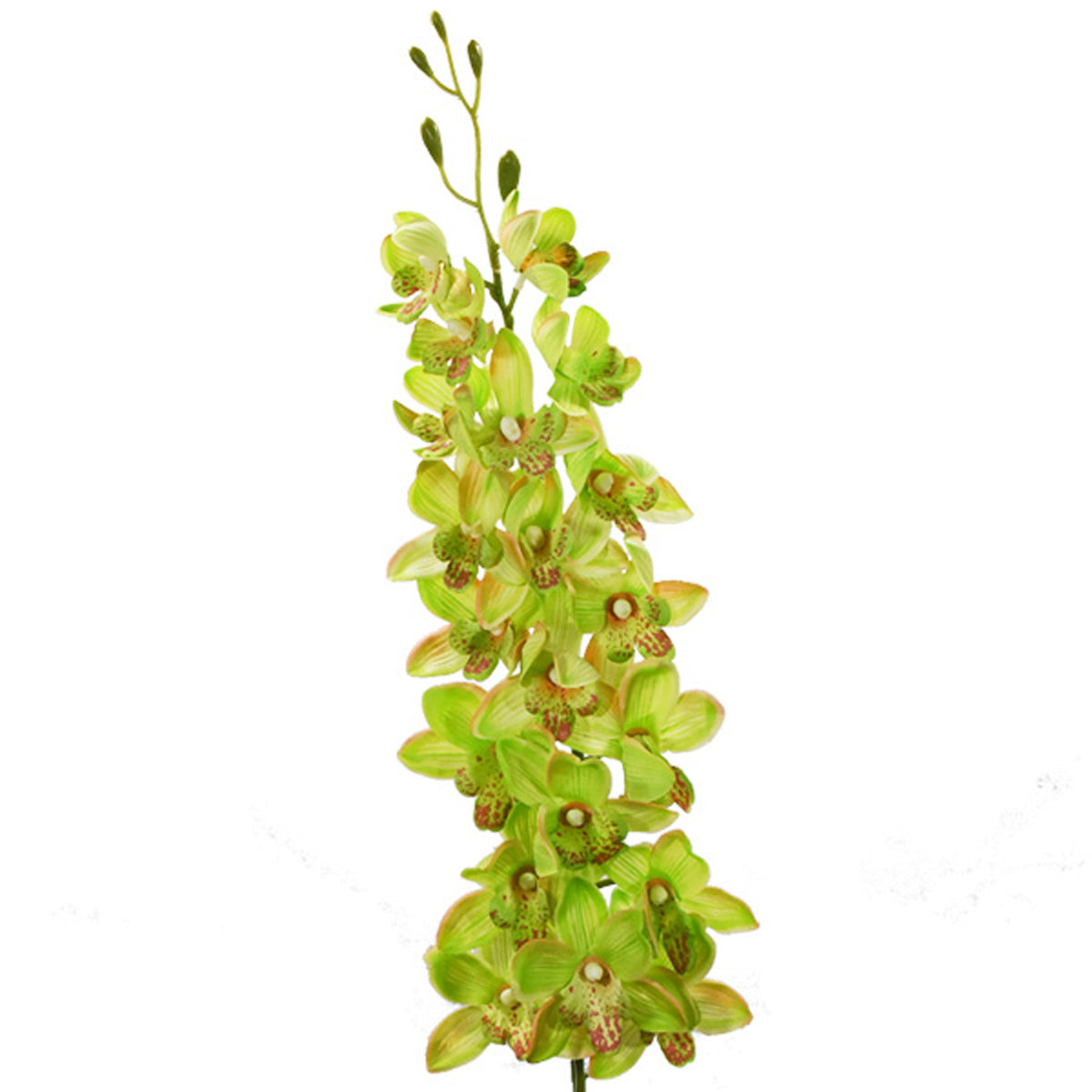 Vara de Orquídea Dendrobium HC01608 – Blumart