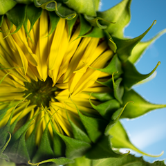 Sunflower Budding