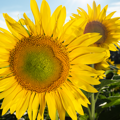 Sunflowers Close Up