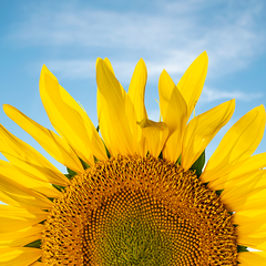 Sunflower Rising Like the Sun