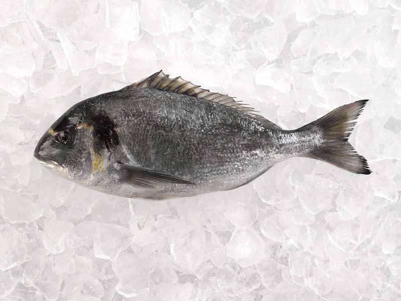 July Featured Seafood: Whole Dorade