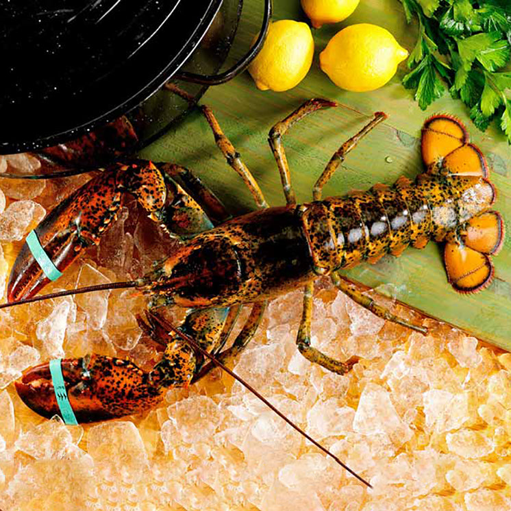 How to Cook Whole Lobster