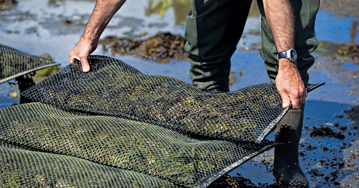 Oyster Cultivation