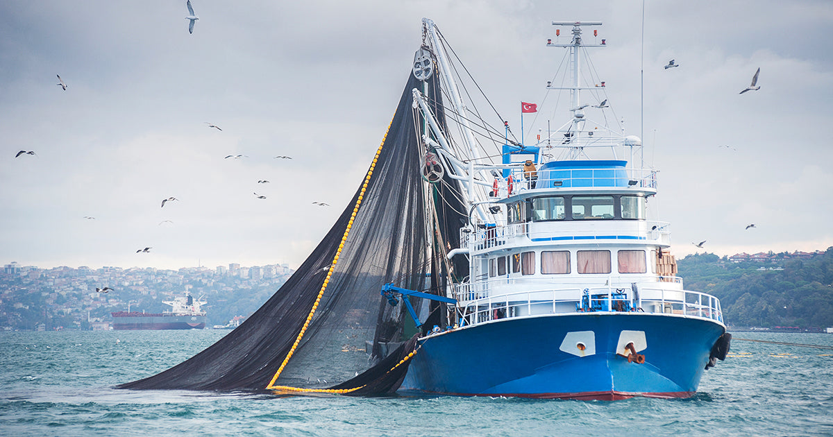 Commercial Fishing Fisherman Pulling Fishing Netharvesting Stock