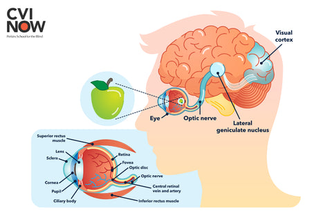 Visual Pathway from Eye to Brain