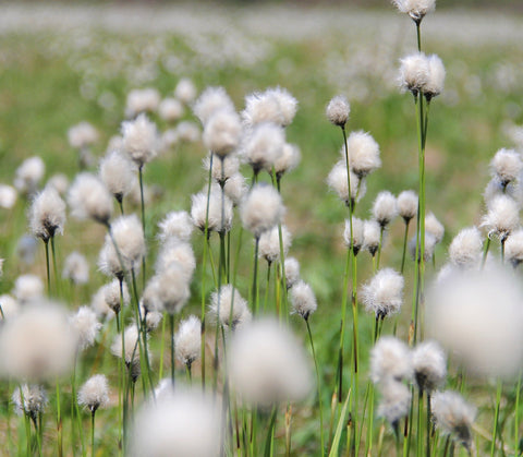 Fleur de coton | Dans un Jardin