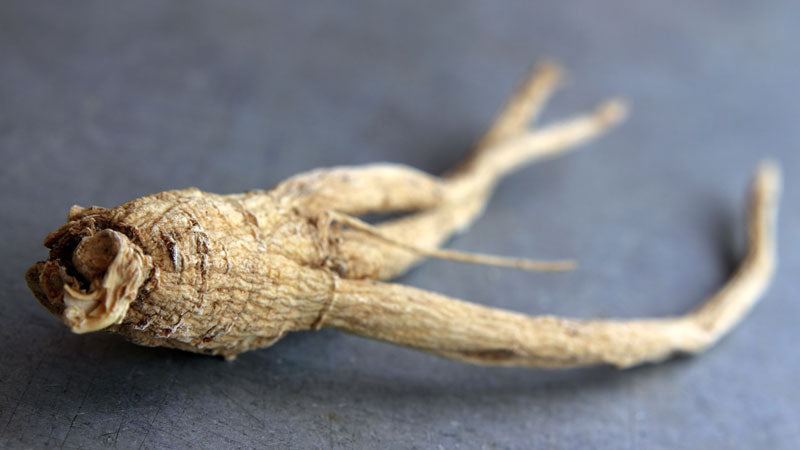Burmeister Ginseng | The many health benefits of American Ginseng