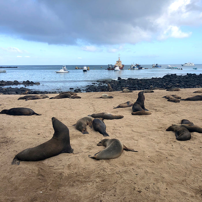 Sea Lions