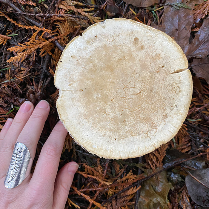 Pointing out the fungi