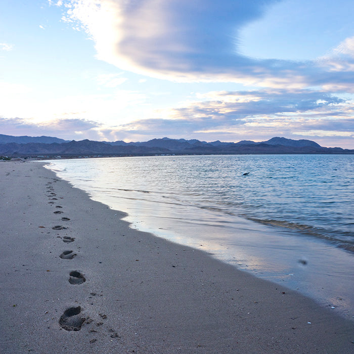 Footprints in the sand