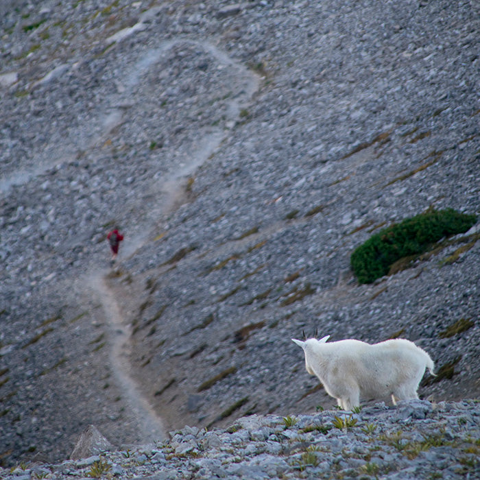 Mountain goat