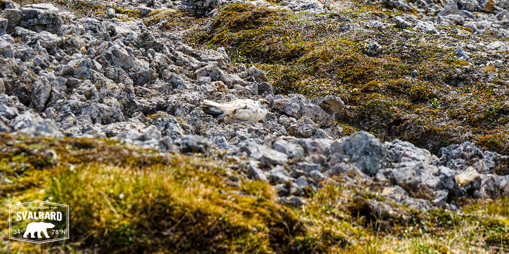 Explore Svalbard lagopède