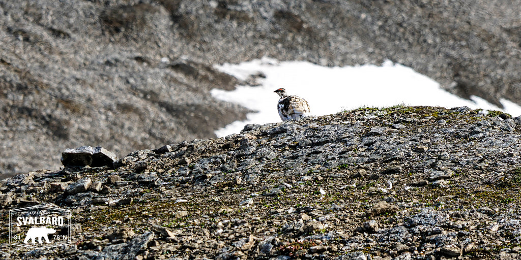 Explore Svalbard Lagopède