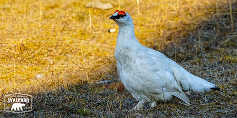 Explore Svalbard Ptarmigan