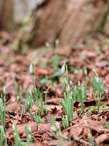 Snowdrops in winter. Delicate flowers and a sign that spring is on its way.
