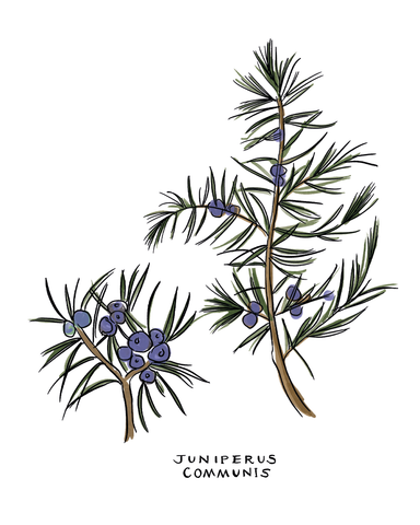 Loriest &bCo illustration of Juniper, one of the fragrances found in Notes of October scented candle. 
