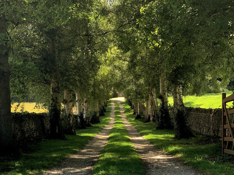 Loriest & Co on sustainability, with an image of a tree-lined country lane leading off into the distance to represent our journey always moving forward towards being as environmentally friendly as possible.