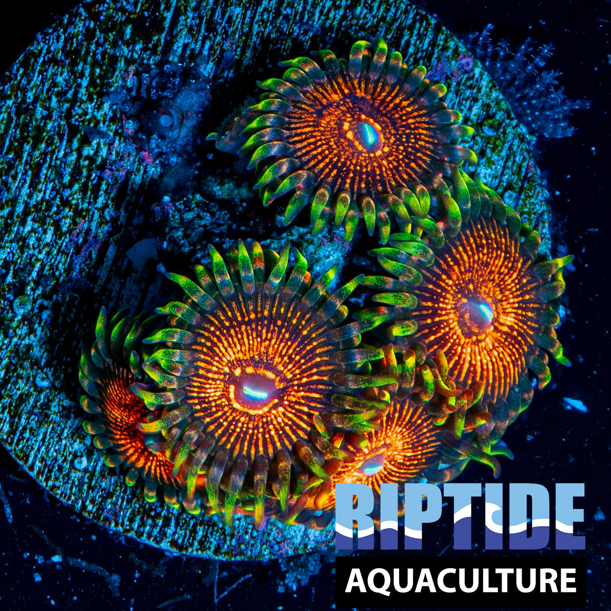 Aztec Warrior Zoanthids