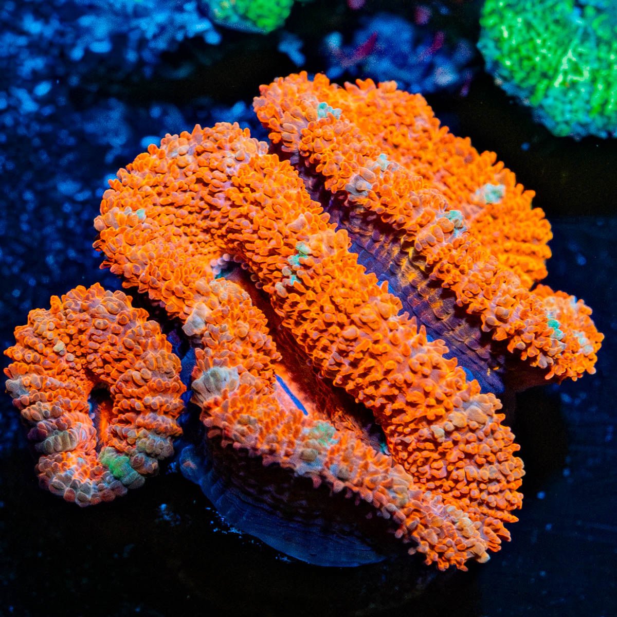 Acan / Micromussa