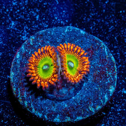Candy Apple Red Zoanthid