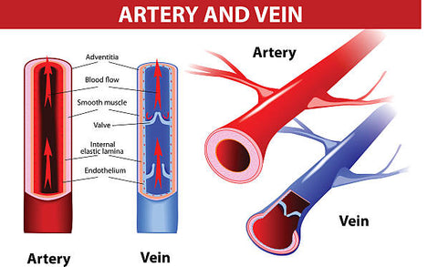 Arteries