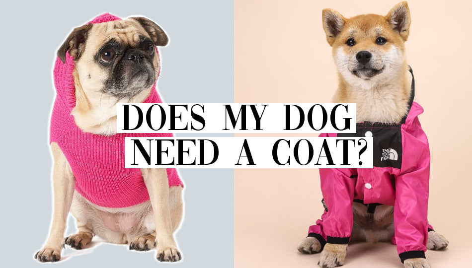 Best Dog Coats