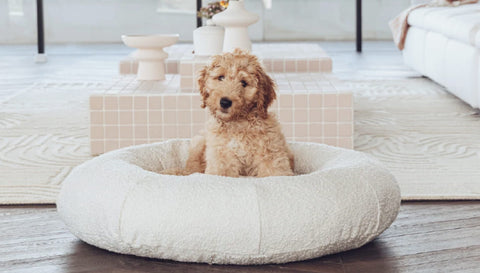 Luxury Dog Bed Designer