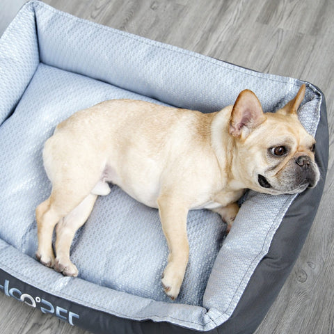 Cooling Dog Mat