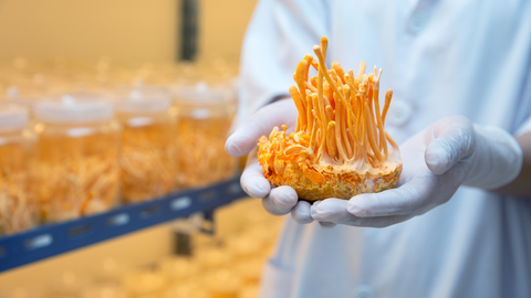 Cordyceps Can Be Grown Sustainably 