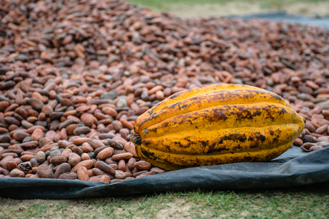 A yellow cacao pod sit on top of a pile of cacao beans. 