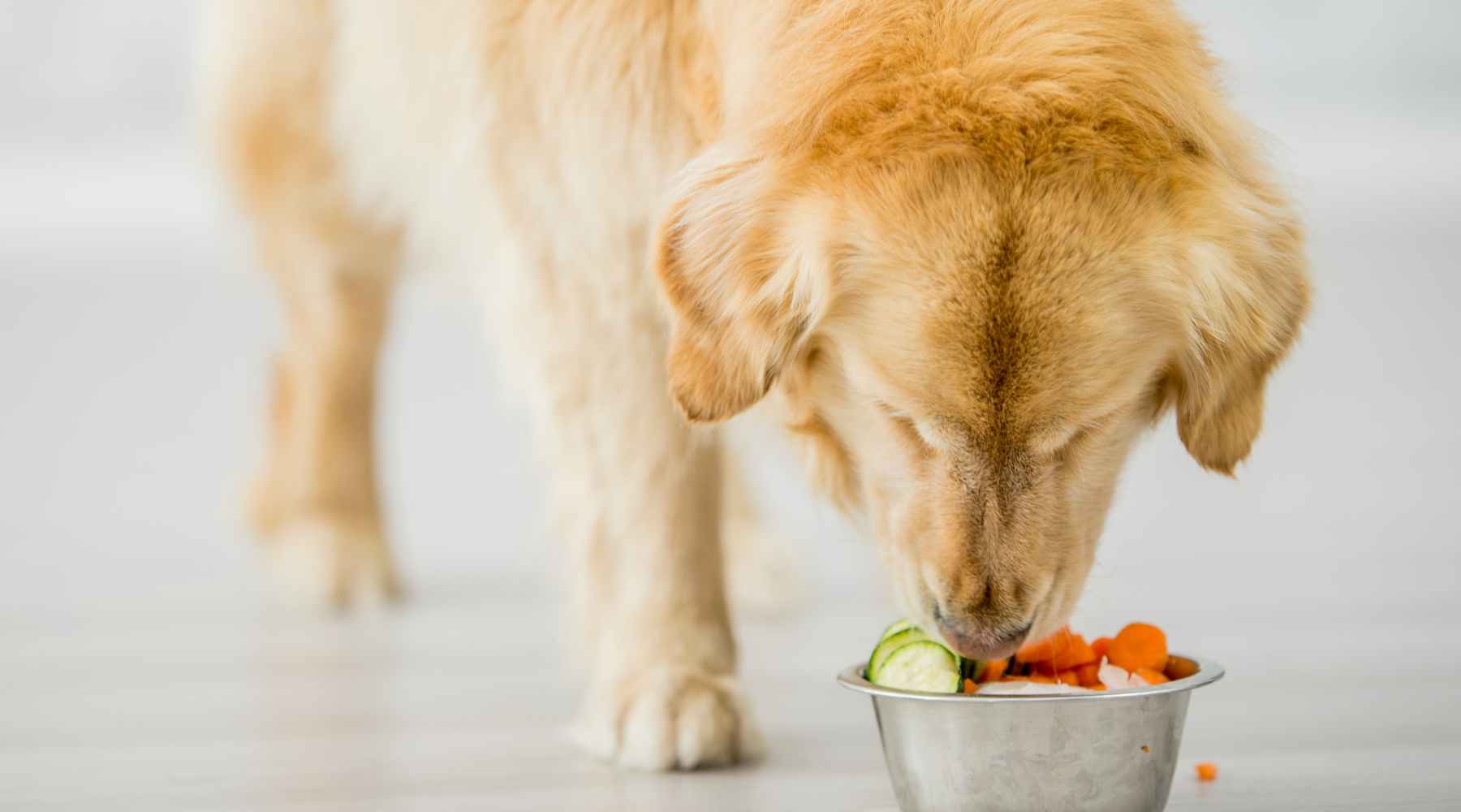 vegan diet for dogs